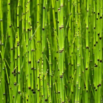 EQUISETUM hyemale