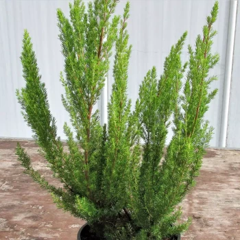 ERICA arborea Alpina