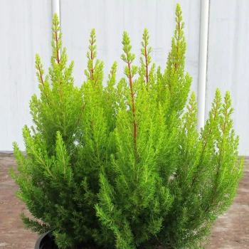 ERICA arborea Estrella Gold
