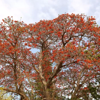 ERYTHRINA corallodendron