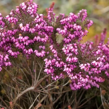 ERICA x darleyensis Kramer's Rot