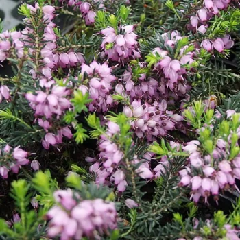 ERICA x darleyensis Silberschmelze