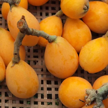 ERIOBOTRYA japonica Coppertone