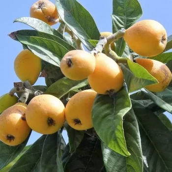 ERIOBOTRYA japonica