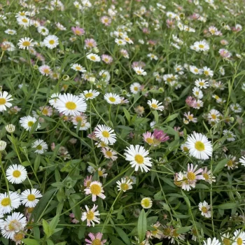 ERIGERON karvinskianus Profusion