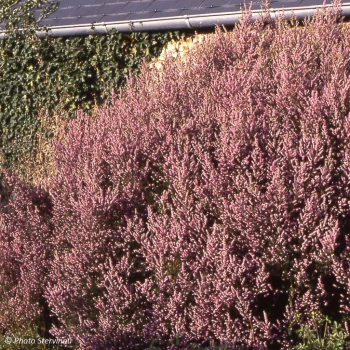 ERICA mediterranea