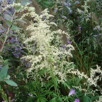 ERICA multiflora