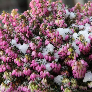 ERICA oatesii Winter Fire