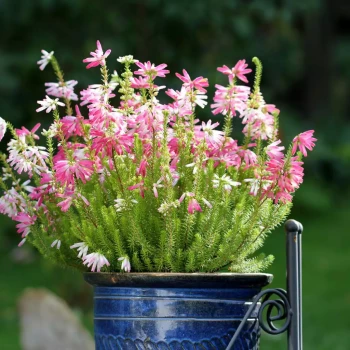 ERICA verticillata