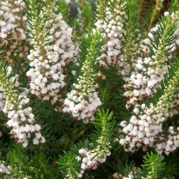 ERICA vagans Maxwell