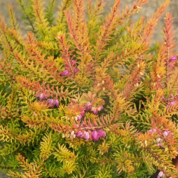 ERICA x darleyensis Mary Helen