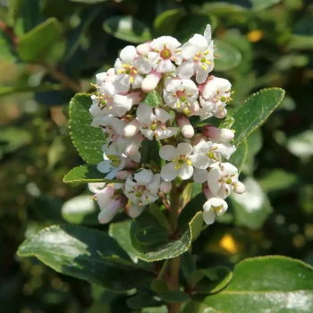 ESCALLONIA coccinea Compacta