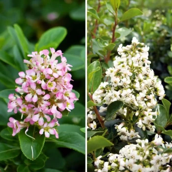 ESCALLONIA iveyii