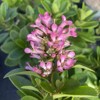ESCALLONIA laevis Pink Elle