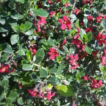 ESCALLONIA x Red Dream