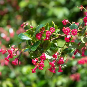 ESCALLONIA rubra var. macrantha Crimson Spire