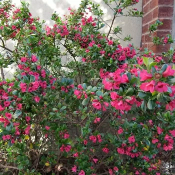 ESCALLONIA virgata Donard Seedling