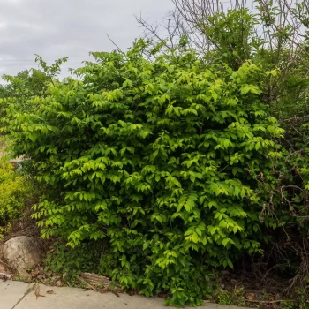 EUONYMUS alatus compacta