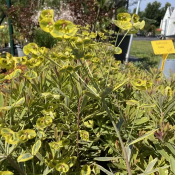 EUPHORBIA amygdaloides Ascot Rainbow