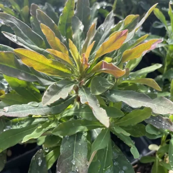 EUPHORBIA amygdaloides Purpurea