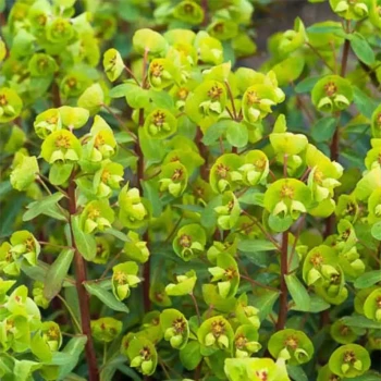 EUPHORBIA amygdaloides Robbiae