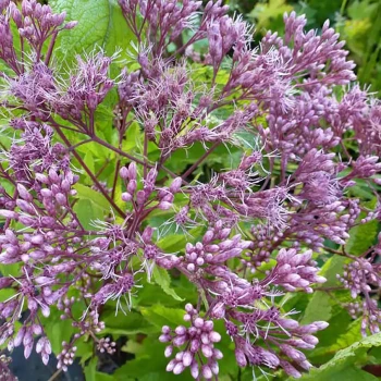 EUPATORIUM capillifolium Elegant Plume