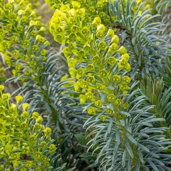 EUPHORBIA characias Humphy Dumpty