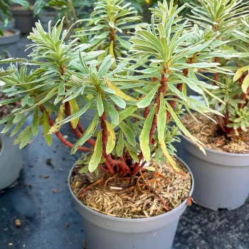 EUPHORBIA characias Silver Swan