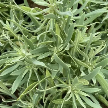 EUPHORBIA characias Wulfenii