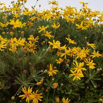 EURYOPS chrysanthemoides Sonnenshein