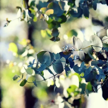 EUCALYPTUS cinerea Silver Dollar