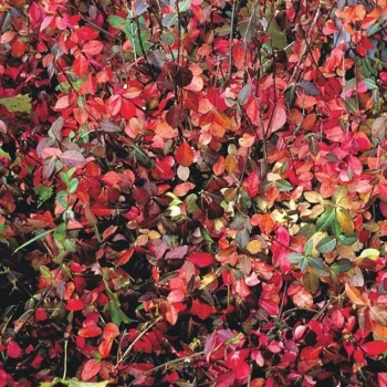 EUONYMUS coloratus Dart's Blanket