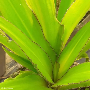 EUCOMIS comosa Bicolor