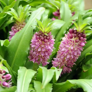 EUCOMIS comosa Sparkling Burgundy