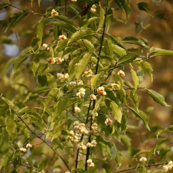 EUONYMUS europaeus