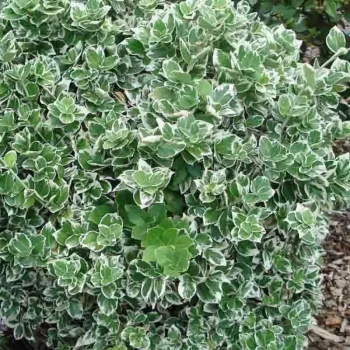 EUONYMUS fortunei Emerald Gaiety