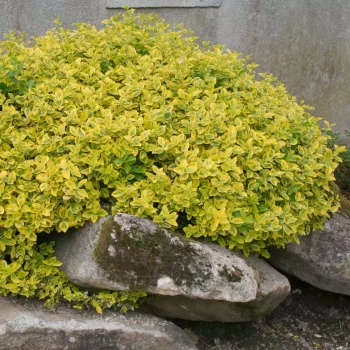 EUONYMUS fortunei Emerald Gold