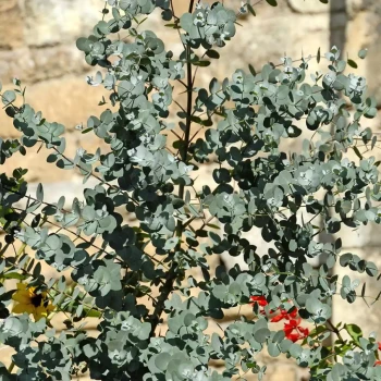 EUCALYPTUS gunnii France Bleu