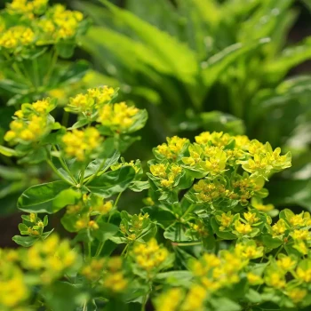 EUPHORBIA ingens
