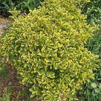EUONYMUS japonicus Aureomarginatus