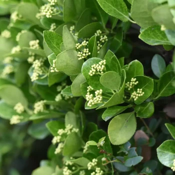EUONYMUS japonicus Bord de Mer