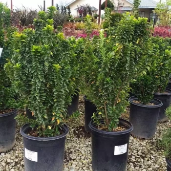 EUONYMUS japonicus Green Spire