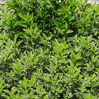 EUONYMUS japonicus microphyllus