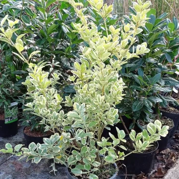 EUONYMUS japonicus Président Gauthier