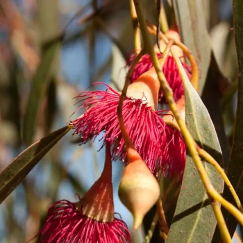 EUCALYPTUS leucoxylon Rosea
