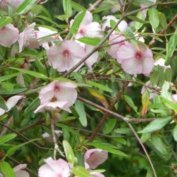EUCRYPHIA lucida Pink Cloud