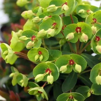 EUPHORBIA x martinii Ascot Rainbow