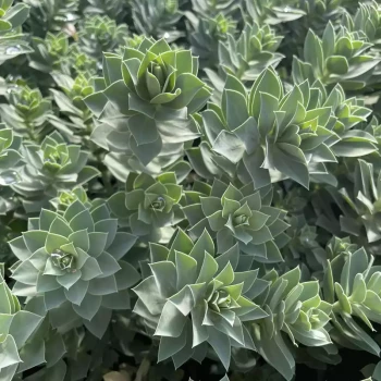 EUPHORBIA myrsinites