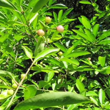 EUONYMUS myrianthus
