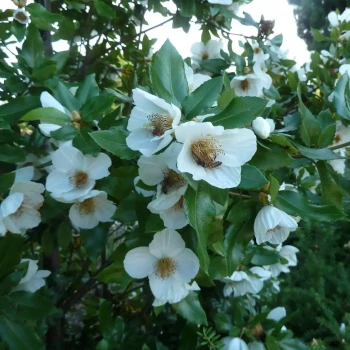 EUCRYPHIA x nymansensis Nymansay